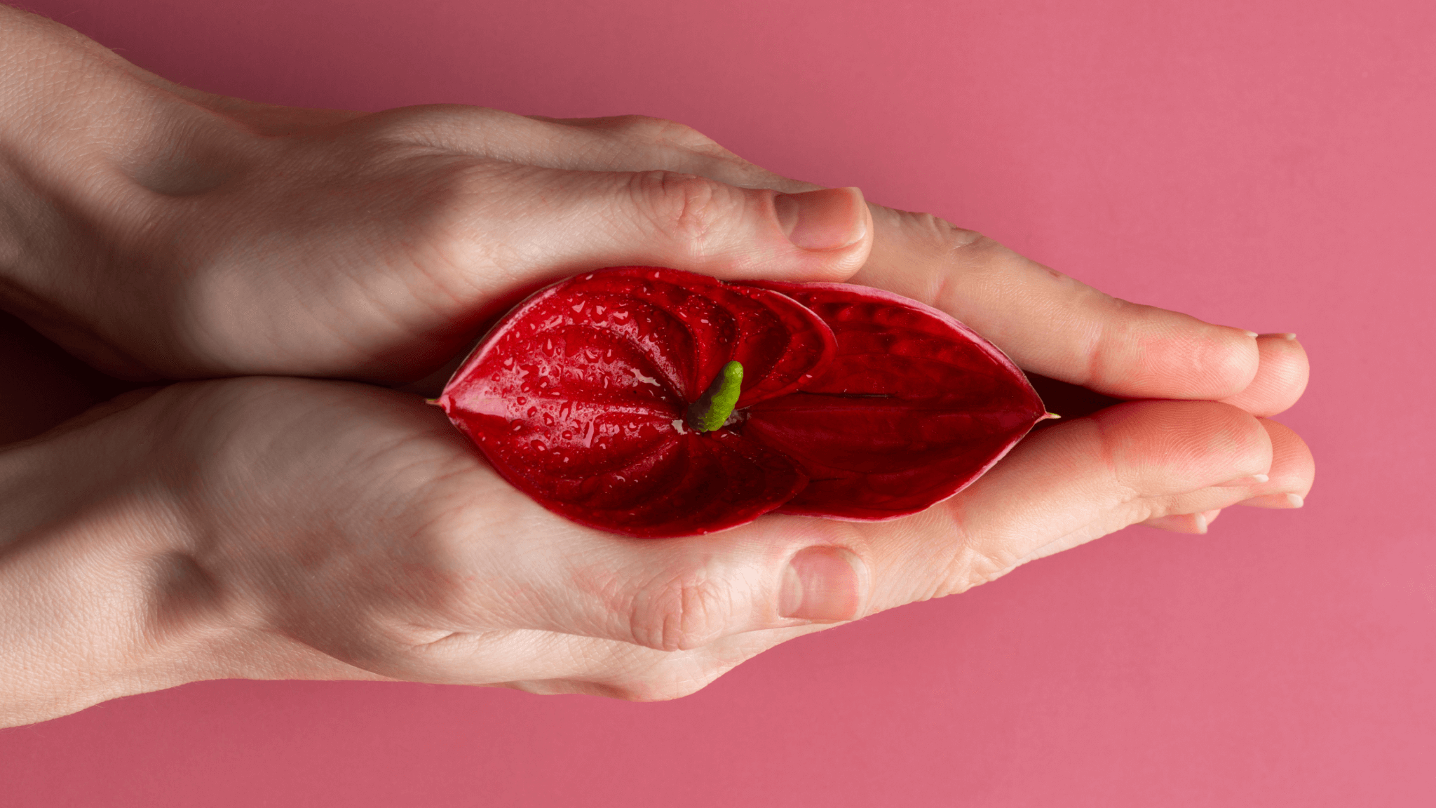 Hands gently holding a vibrant red anthurium flower symbolizing the nurturing and energizing follicular phase of the menstrual cycle.