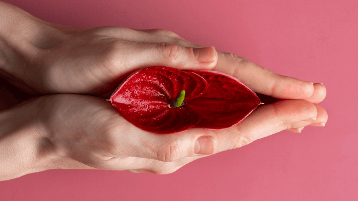Hands gently holding a vibrant red anthurium flower symbolizing the nurturing and energizing follicular phase of the menstrual cycle.
